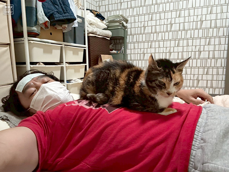 ツンデレ三毛猫の稚葉