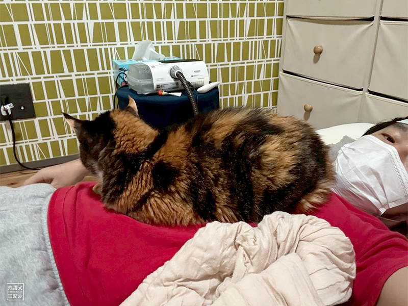 ツンデレ三毛猫の稚葉