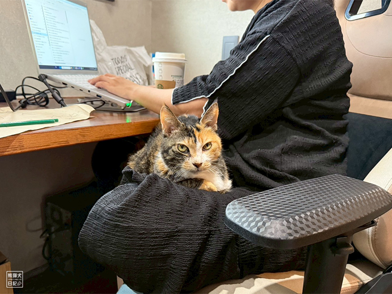 ツンデレ三毛猫の稚葉