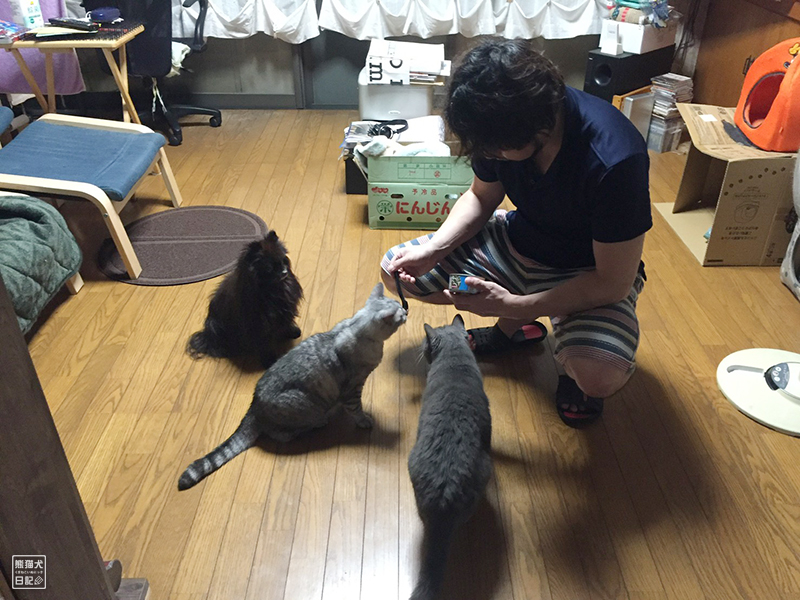ポメラニアン真熊と猫たち