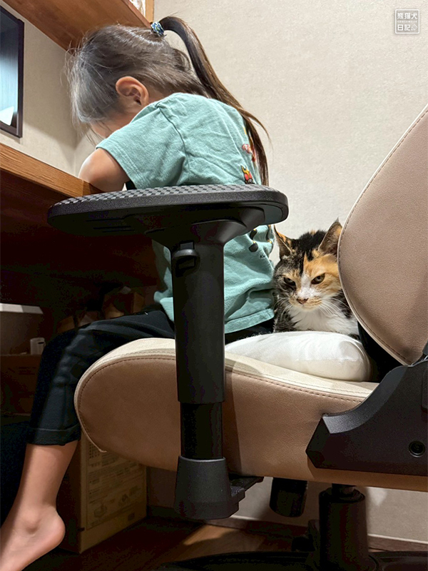 小倅とツンデレ三毛猫の稚葉