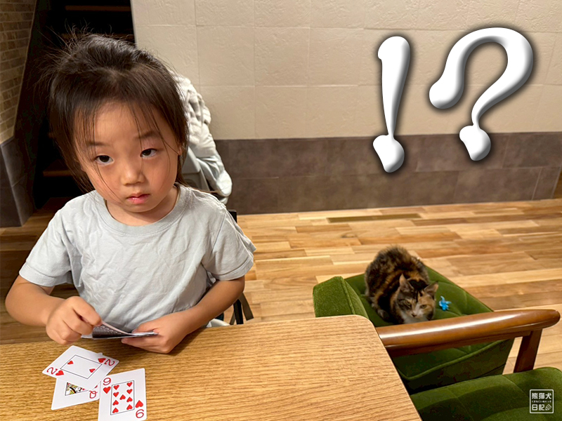 小倅とツンデレ三毛猫の稚葉