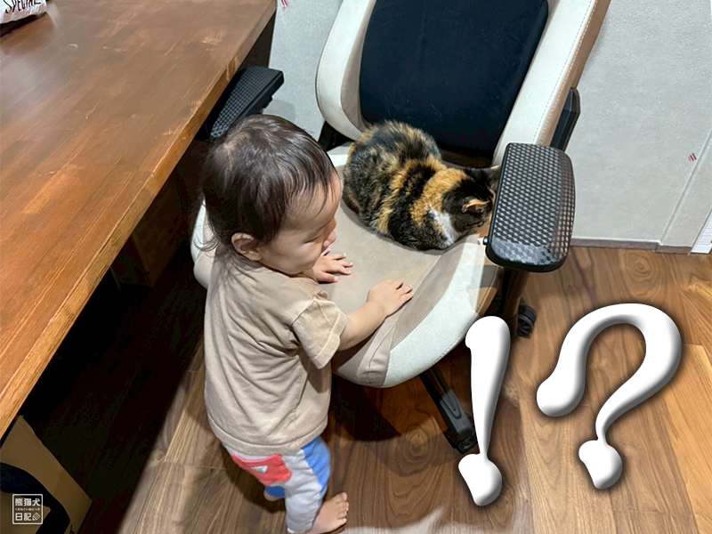 小童とツンデレ三毛猫の稚葉