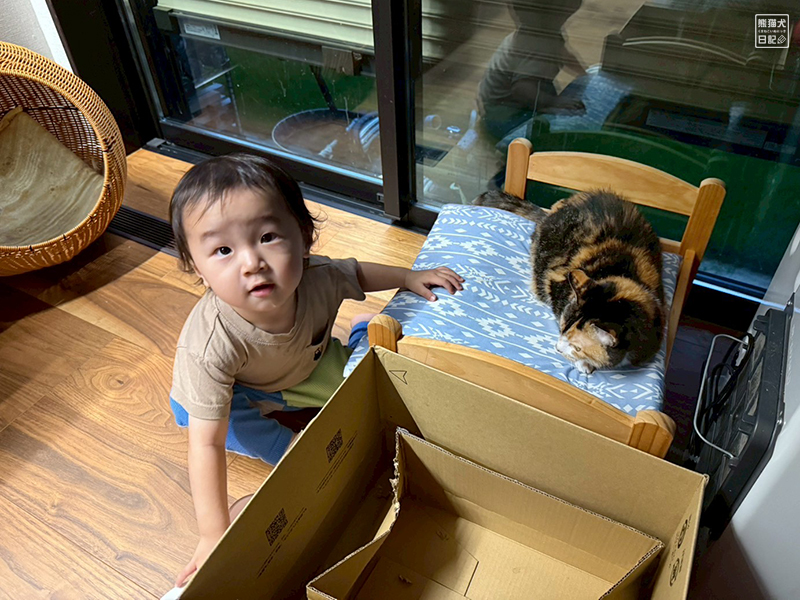 小童とツンデレ三毛猫の稚葉
