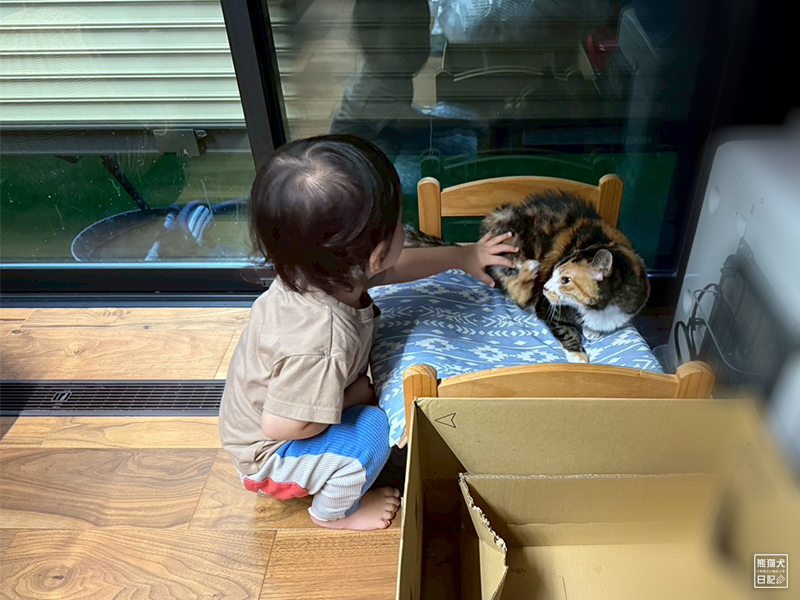 小童とツンデレ三毛猫の稚葉