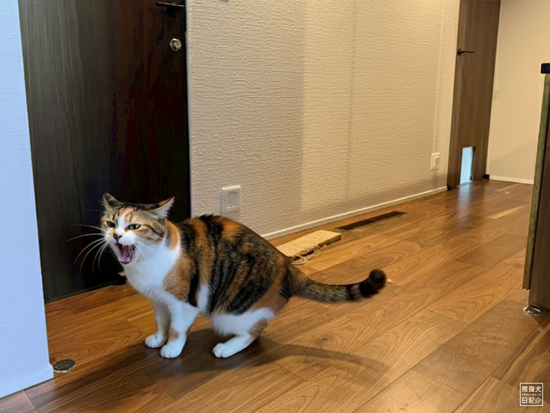 ツンデレ三毛猫の稚葉