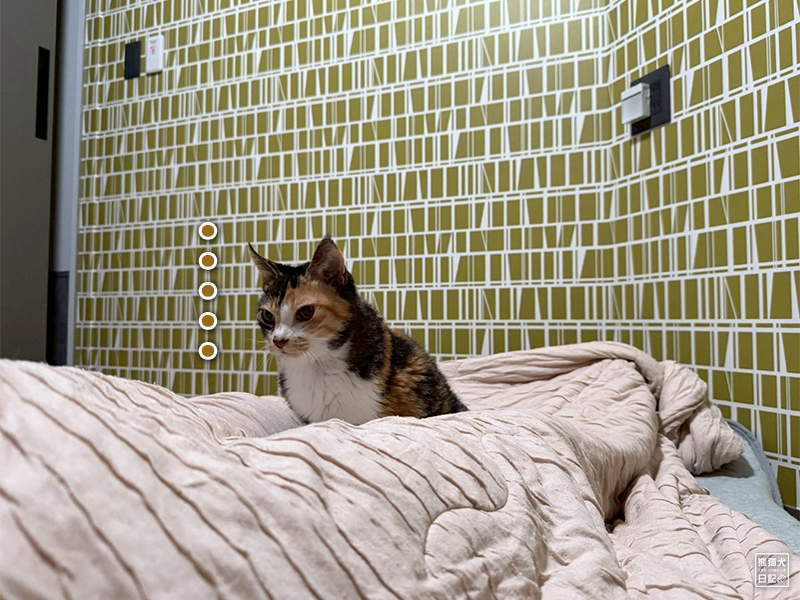 ツンデレ三毛猫の稚葉