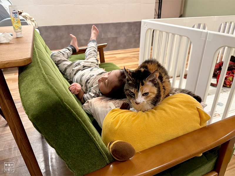ツンデレ三毛猫の稚葉と小倅