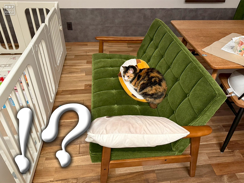 ツンデレ三毛猫の稚葉