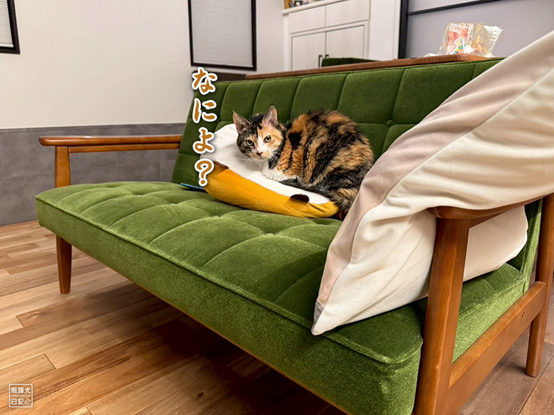 ツンデレ三毛猫の稚葉