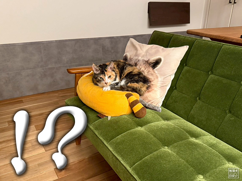 ツンデレ三毛猫の稚葉