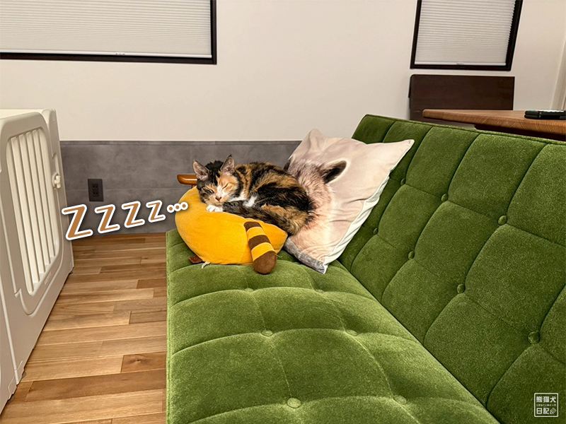 ツンデレ三毛猫の稚葉