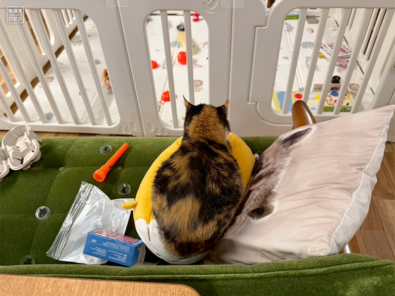 ツンデレ三毛猫の稚葉