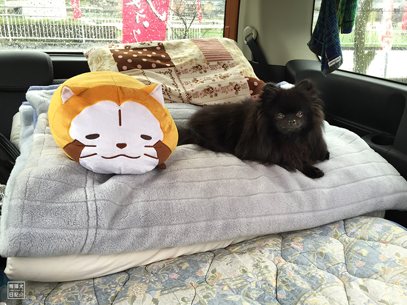 黒ポメラニアン真熊