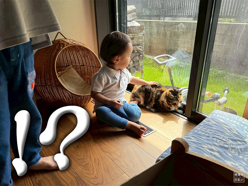 小童とツンデレ三毛猫の稚葉