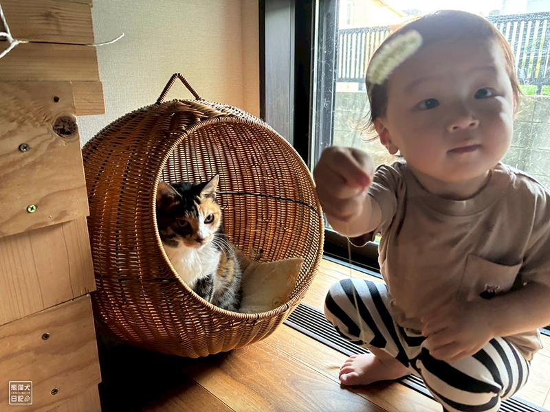 小童とツンデレ三毛猫の稚葉