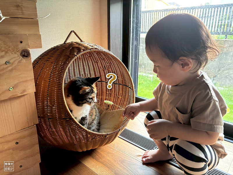 小童とツンデレ三毛猫の稚葉