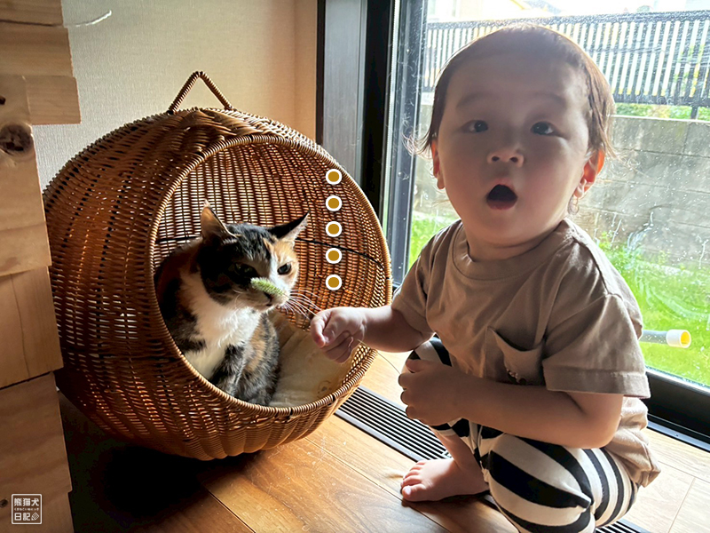 小童とツンデレ三毛猫の稚葉