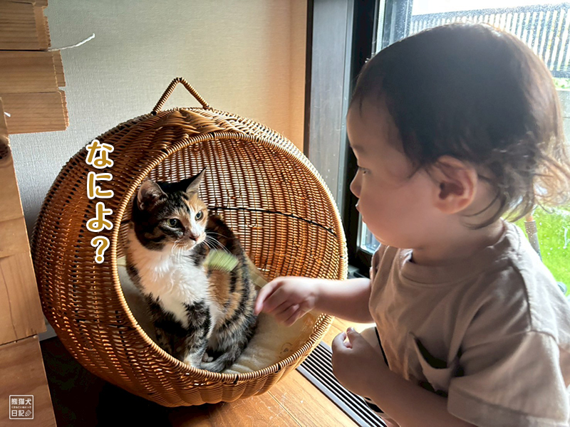 小童とツンデレ三毛猫の稚葉
