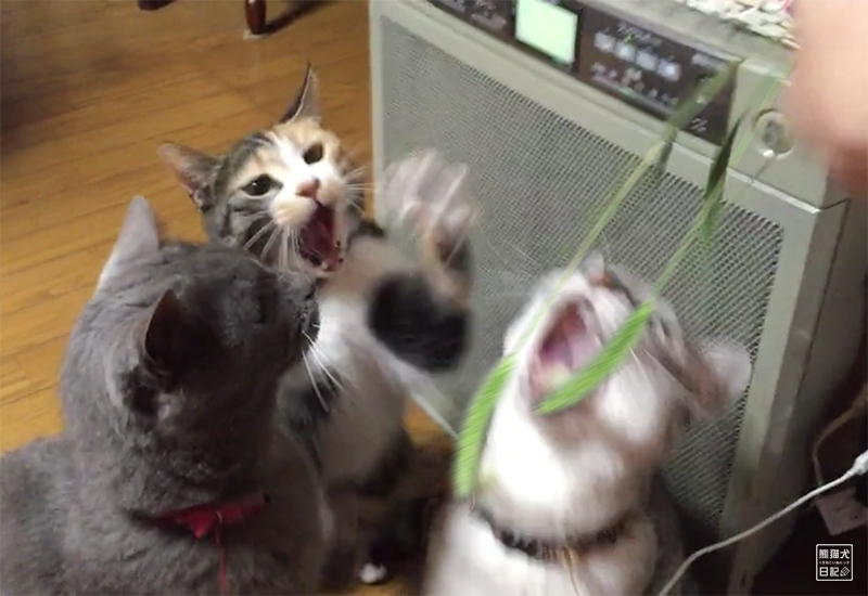 猫じゃらしと猫たち