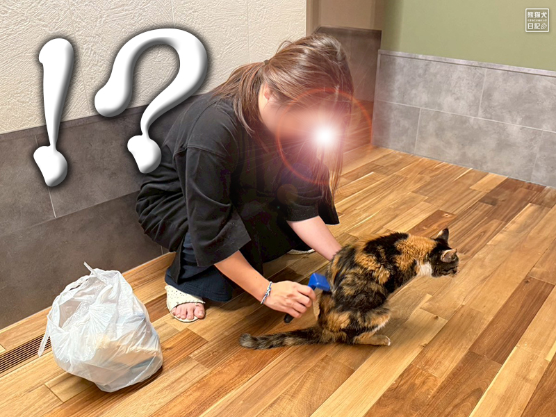ツンデレ三毛猫の稚葉の換毛期