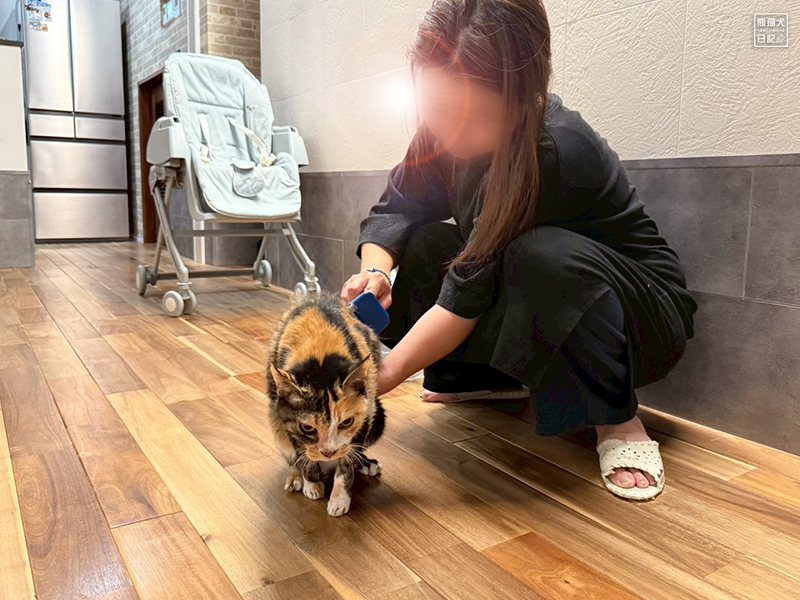 ツンデレ三毛猫の稚葉の換毛期