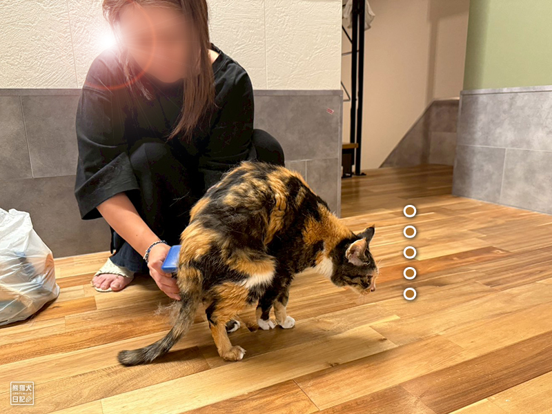ツンデレ三毛猫の稚葉の換毛期