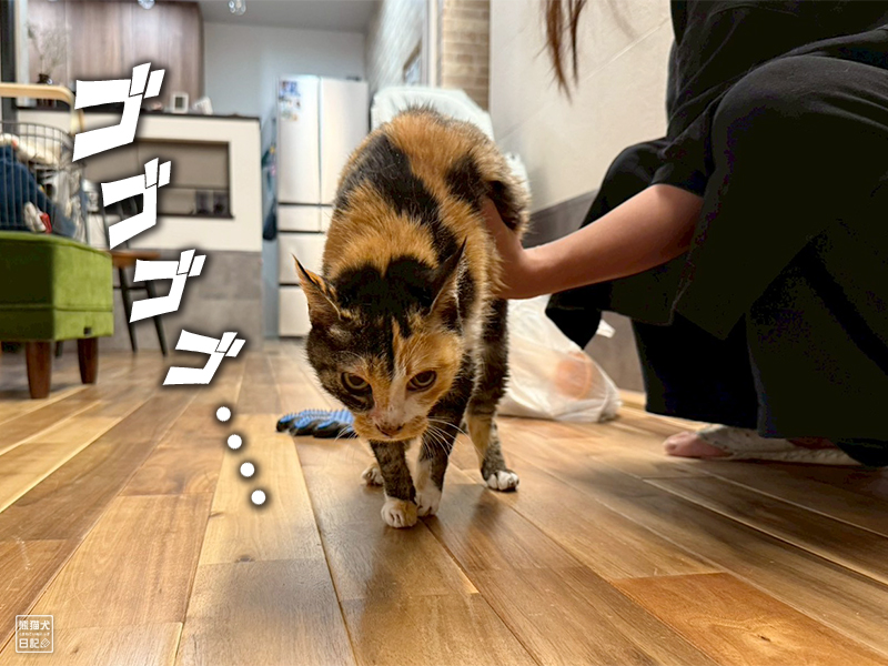 ツンデレ三毛猫の稚葉の換毛期