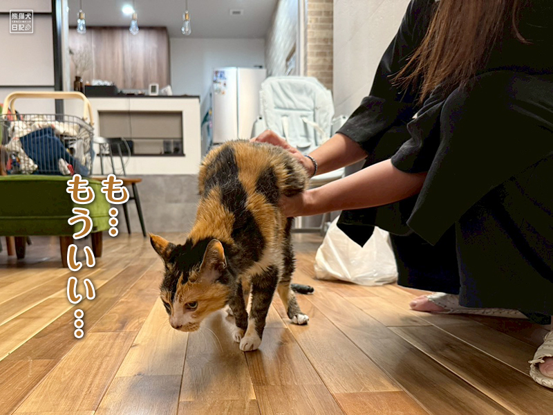 ツンデレ三毛猫の稚葉の換毛期