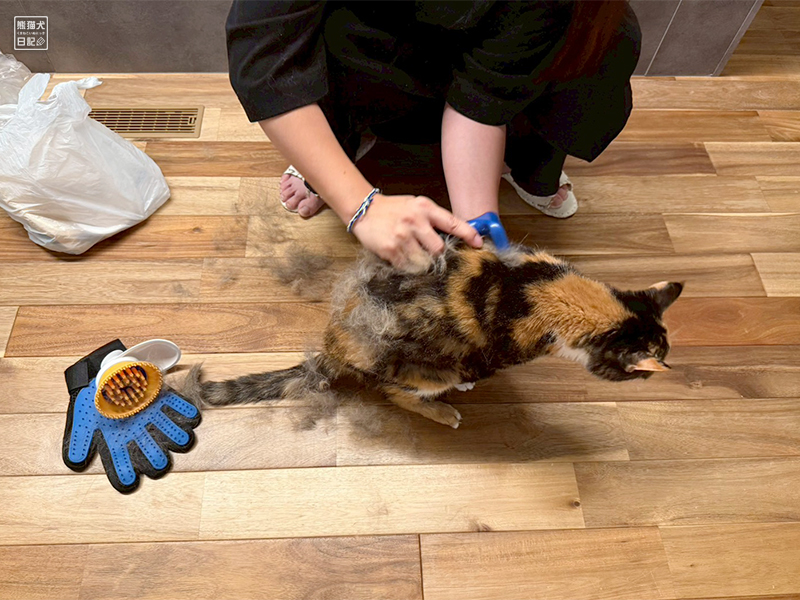 ツンデレ三毛猫の稚葉の換毛期