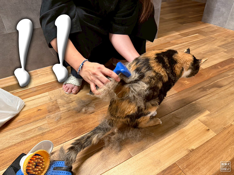 ツンデレ三毛猫の稚葉の換毛期