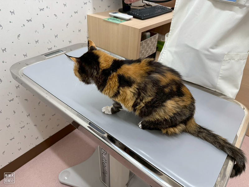 ツンデレ三毛猫の稚葉