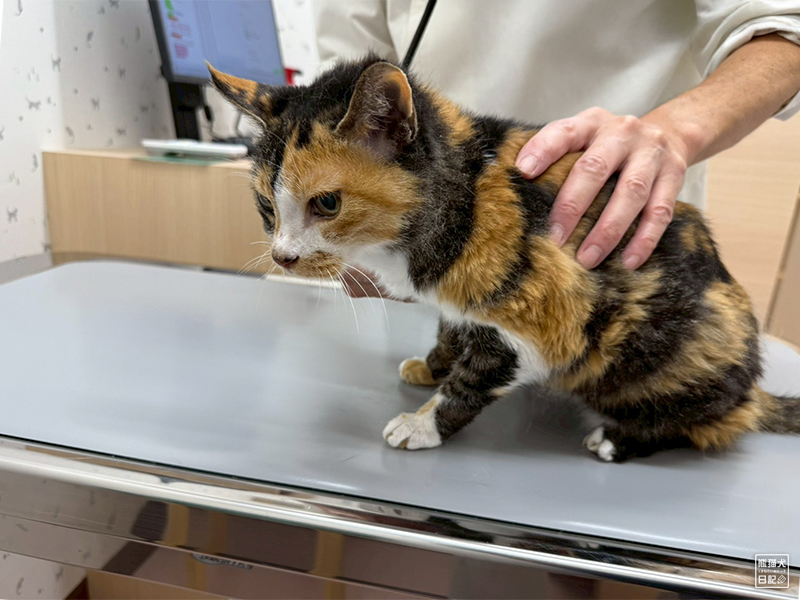 ツンデレ三毛猫の稚葉