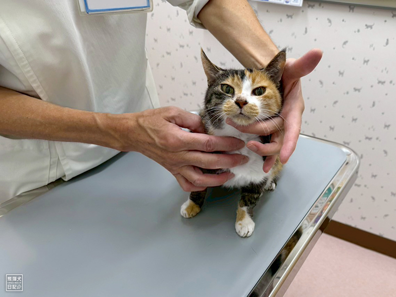 ツンデレ三毛猫の稚葉