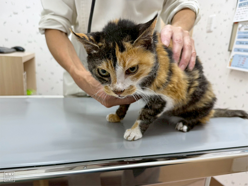 ツンデレ三毛猫の稚葉