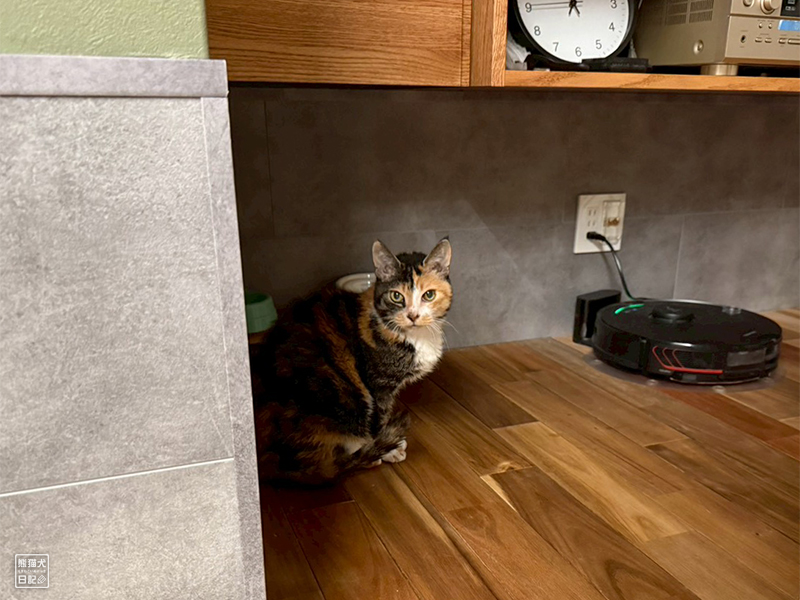 ツンデレ三毛猫の稚葉