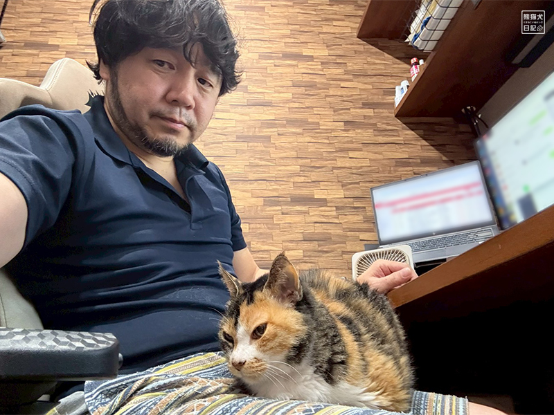 ツンデレ三毛猫の稚葉