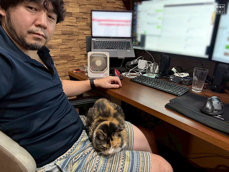 ツンデレ三毛猫の稚葉