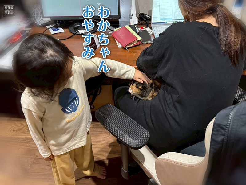 ツンデレ三毛猫の稚葉