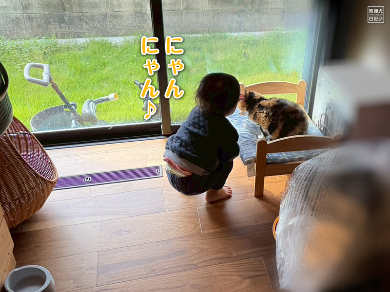 ツンデレ三毛猫の稚葉