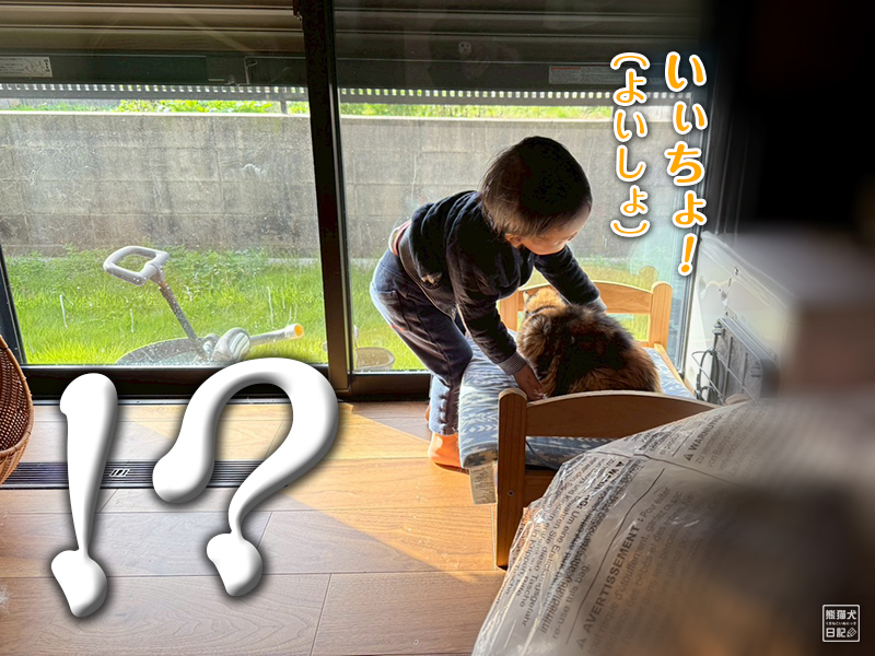 ツンデレ三毛猫の稚葉