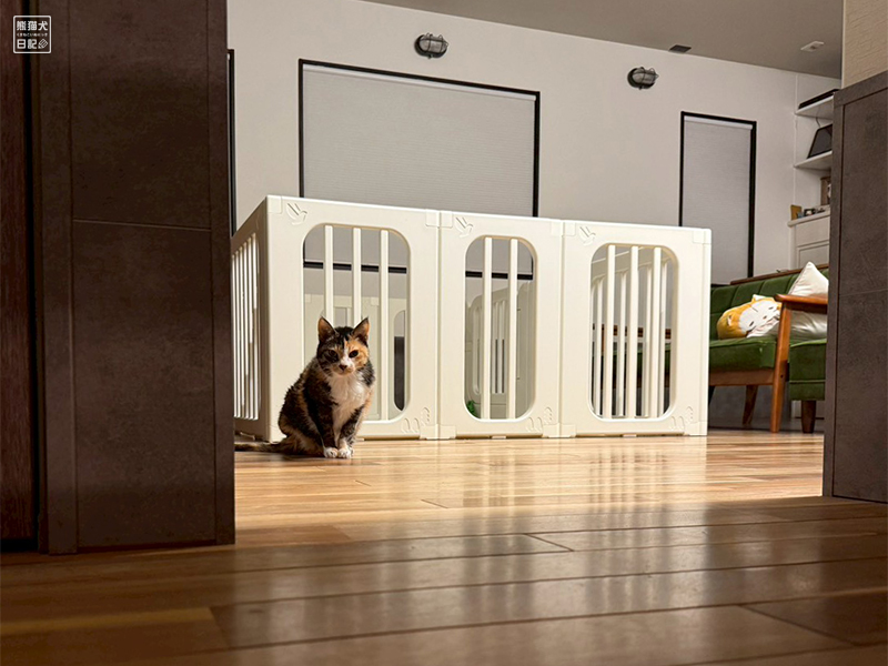 ツンデレ三毛猫の稚葉