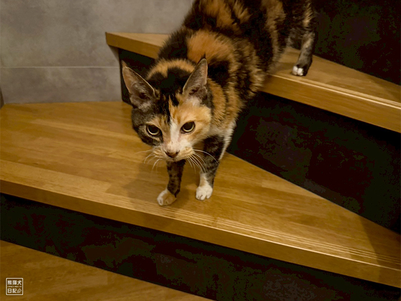 ツンデレ三毛猫の稚葉