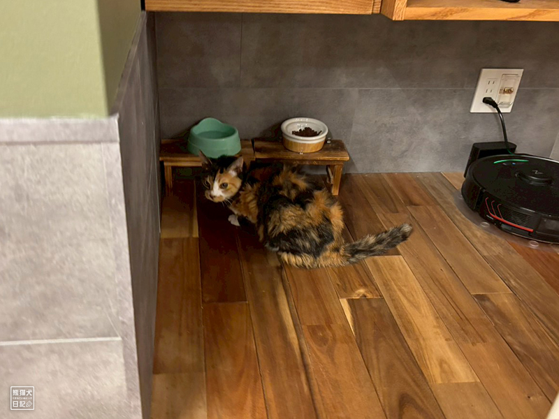 ツンデレ三毛猫の稚葉