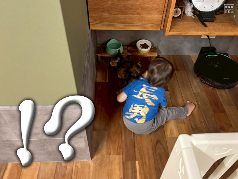 ツンデレ三毛猫の稚葉