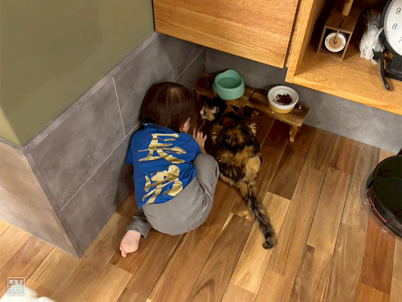 ツンデレ三毛猫の稚葉