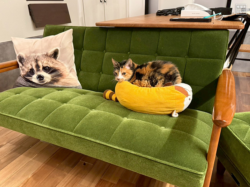 ツンデレ三毛猫の稚葉