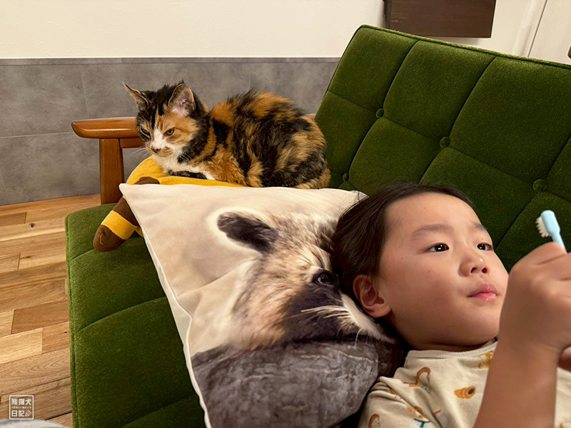 ツンデレ三毛猫の稚葉と小倅