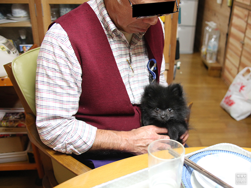 ポメラニアン志熊とじぃじ
