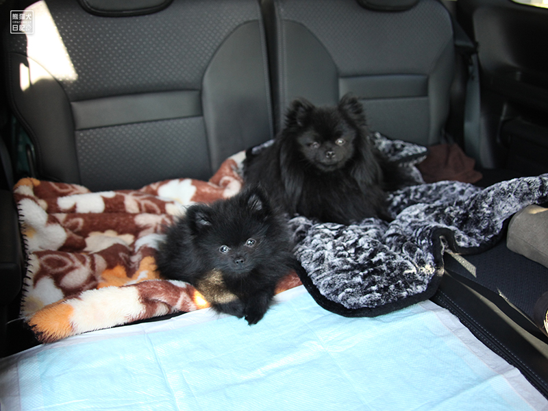 黒ポメラニアン真熊と志熊の親子